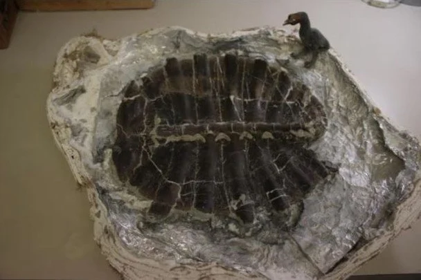 Скам’янілість обережно вилучили, стабілізували та перевезли до музею