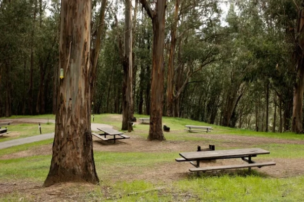 Кемпінг Ентоні Шабота у середу, 20 квітня 2011 року, короткий похід від парковки (150-300 метрів) до місць для кемпінгу, оточених величними евкаліптами, за півмилі над регіональним парком озера Шабот в Окленд-Гіллз. (Фото Майкла Макора/The San Francisco Chronicle via Getty Images)