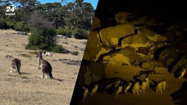 Кенгуру в ресторані та пінгвіни на узбережжі: враження українки від мандрівки Австралією