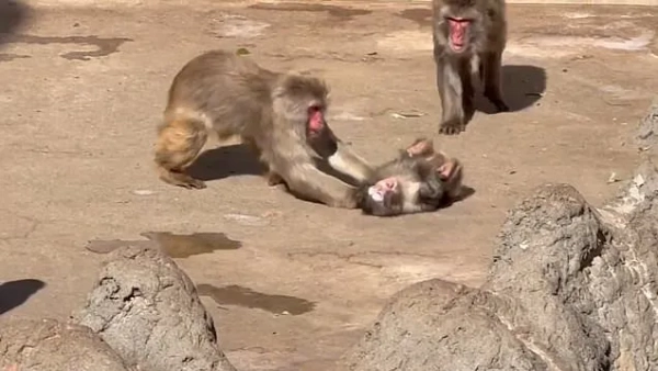 Знімок екрана відео, на якому видно, як макаку Панча жорстоко цькують старші мавпи