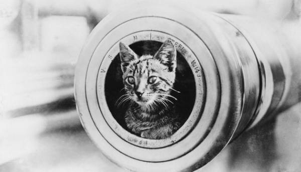 Сержанти з хвостами: тварини на війнах ХІХ-ХХ століть