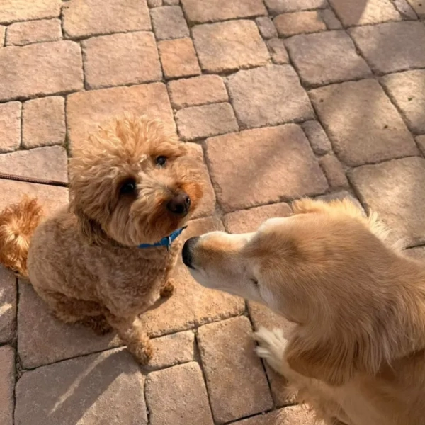 JetBlue ?? (будь ласка, дивіться його передісторію @lvmpd) 2-річний самець голдендудля Його історія була дуже цікавою?, і ми обіцяємо ділитися новинами та оновленнями в міру їх розгортання. JetBlue був покинутий в аеропорту LV. Його власника заарештували та звинуватили у залишенні тварини. Хоча ця частина його історії розбиває серце, те, що сталося після цього, було просто надзвичайним. Вилив любові з боку нашої спільноти був приголомшливим у найпрекрасніший спосіб. Ми робимо все можливе, щоб бути в курсі повідомлень, дзвінків та заявок - будь ласка, потерпіть нас. Ми можемо поділитися цим: він отримав так багато заявок та запитів. (Так? заявки обов'язкові.) У нас лише один JetBlue?, але у нас є багато інших дивовижних собак, таких як він, які також чекають на свій другий шанс. Якщо ваше серце зворушила його історія, ми сподіваємося, що ви також розглянете одного з них. Цей милий хлопчик неймовірний. Дійсно неймовірний. І після всього, через що він пройшов, думка про те, що він коли-небудь знову буде покинутий, дуже наполягає на цьому. Ми будемо надзвичайно ретельно обмірковувати вибір його постійної родини. Він заслуговує на стабільність. Безпеку. Відданість. Довічну обіцянку. JetBlue потужним чином привернув увагу до проблеми порятунку тварин, законів про покидання тварин та до того, що собаки не є одноразовими. Завдяки створеній ним увазі, він може допомогти багатьом нашим малюкам знайти дім – і за це ми дуже вдячні. Ми також хочемо публічно подякувати неймовірним людям, які негайно втрутилися: ? Дивовижним працівникам кас JetBlue? TSA? LVMPD @lvmpd? Службі контролю за тваринами? Фонду тварин. І дякуємо @dogsupplieslv за те, що прийняли нас і дозволили JetBlue самостійно вибрати собі іграшки сьогодні ввечері (так, у нього чудовий смак). Величезне спасибі Signature за пожертвування річного запасу їжі! Ми продовжуватимемо стежити за дотриманням правил та забезпечувати відповідальність. Давайте переконаємося, що звинувачення залишаться чинними. Це важливо. Але пам’ятайте – він не просто герой заголовків. Він не просто миле личко. Він жива, дихаюча душа, потреби якої повинні бути задоволені до кінця життя. Ми безмежно вдячні вам усім за любов і підтримку. Ще трохи незабаром? це лише перша частина подорожі JetBlue. ?? 15574037 Безсердечну заарештували за те, що вона покинула своє цуценя біля каси аеропорту Вегаса, бо не змогла взяти його з собою на рейс.