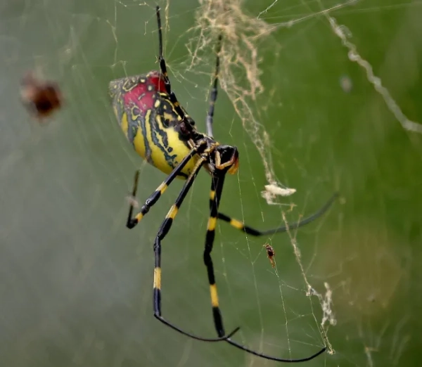Павук Джоро на вулиці Маунт-Вернон, 59, 25 вересня. (Фото співробітника Стюарта Кехілла/Boston Herald)