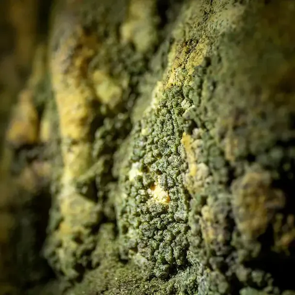 Вчені натрапили товсті зелені біоплівки глибоко всередині печер, де немає світла / © Ларс Берендт