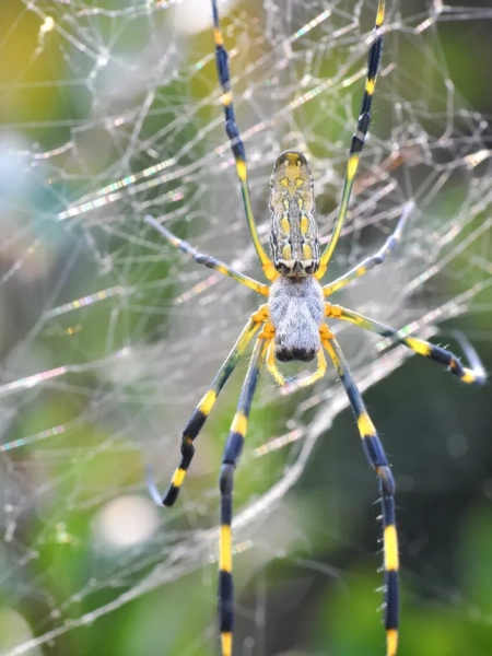 Велика нефіла булавоподібна, також відома як павук Джоро, у своїй павутині в Кагаві, Японія.