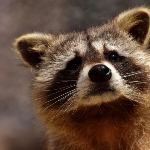 Ракун систематично вдирається до помешкання жінки з “презентами”