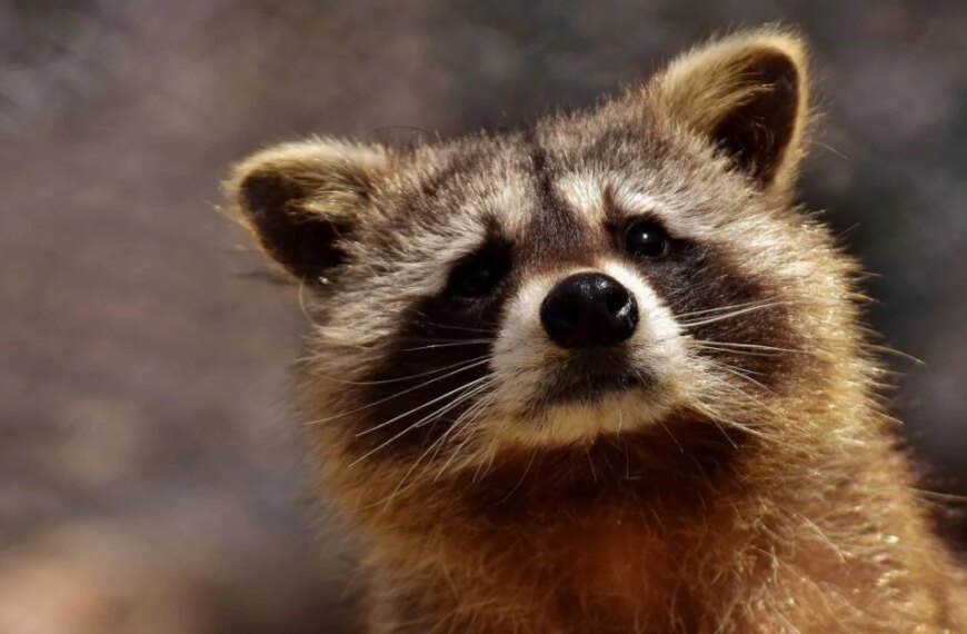 Ракун систематично вдирається до помешкання жінки з “презентами”