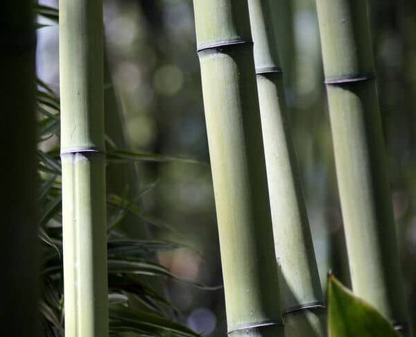 Створено перший у світі безпілотник із бамбука: розробка китайських інженерів