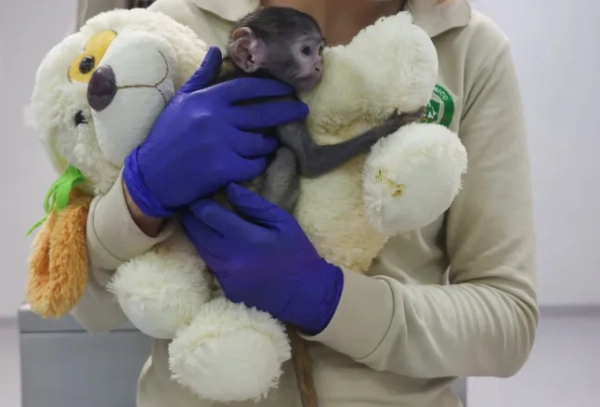 Ветеринар тримає Юдзі, мавпу патас (Erythrocebus patas), народжену на початку березня, яка перебуває під опікою в Інтегрованому центрі медицини та благополуччя тварин (CIMBA) зоопарку Гвадалахари після того, як його мати не змогла доглядати за ним, тримаючись за плюшевого собаку, в Гвадалахарі, Мексика, 15 квітня 2026 року. REUTERS/Michelle Freyria