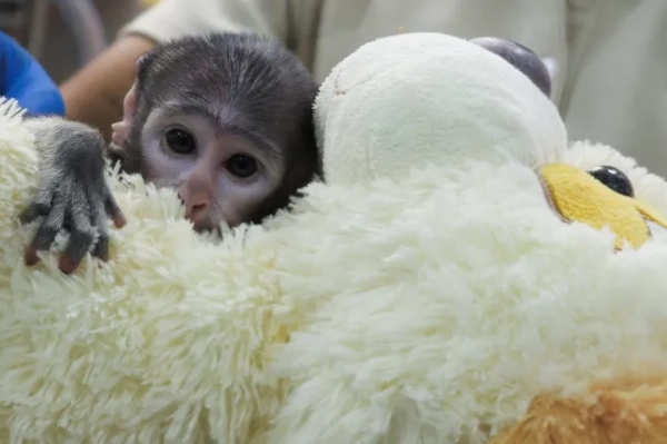 Знайомтесь з мавпочкою Юджі, яка не відпускає свою іграшкову собачку&hellip;