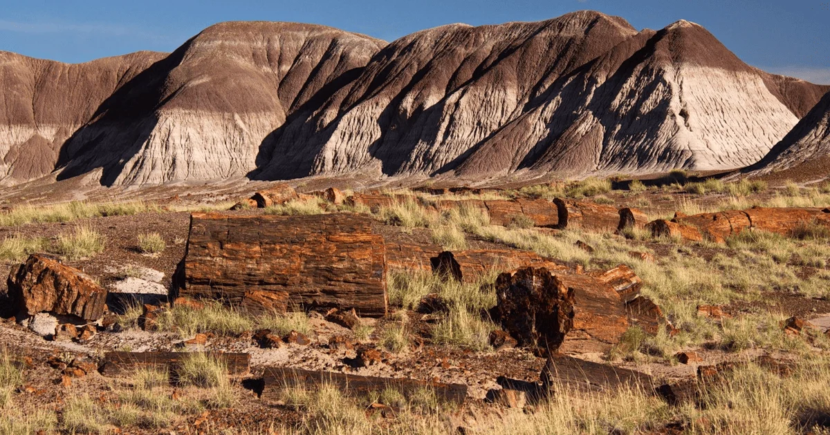 Petrified Forest National Park