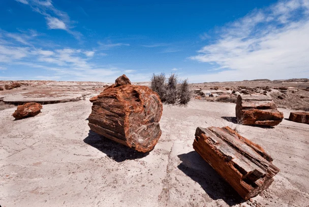 Petrified Forest National Park. / © Фото з відкритих джерел