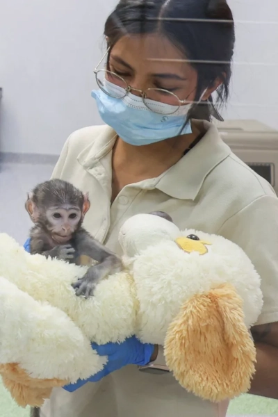Ветеринар тримає Юдзі, мавпу патас (Erythrocebus patas), народжену на початку березня, яка перебуває під опікою в Інтегрованому центрі медицини та благополуччя тварин (CIMBA) зоопарку Гвадалахари після того, як його мати не змогла доглядати за ним, тримаючись за плюшевого собаку, в Гвадалахарі, Мексика, 15 квітня 2026 року. REUTERS/Michelle Freyria
