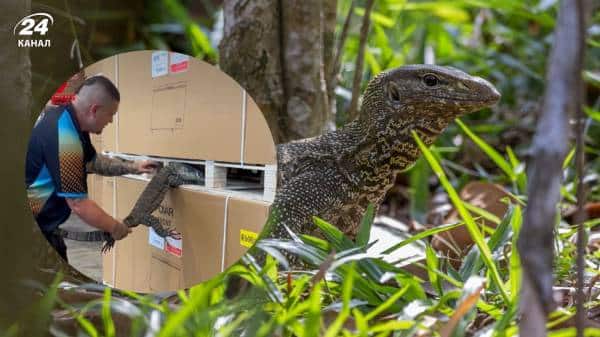 В австралійському барі знайшли дрімаючого хижого варана: знадобився фахівець для&hellip;