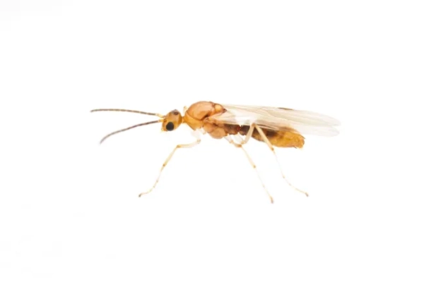 2JRR8W5 Самець азійської голчастої мурахи (Brachyponera chinensis) під час шлюбного польоту, ізольований на білому тлі.
