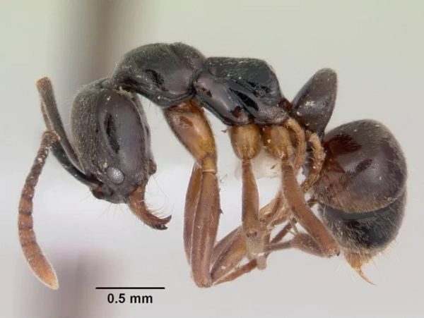 Зображення AntWeb.org Ряд: Hymenoptera Родина: Formicidae Рід: Pachycondyla Вид: Pachycondyla chinensis Зразок: casent0104738 Перегляд: profile
