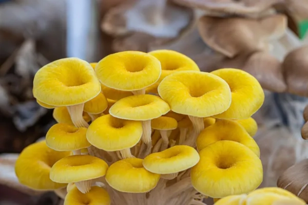 Золотисті гливи (тамогітаке) (Pleurotus citrinopileatus) - їстівні гриби для гурманів.