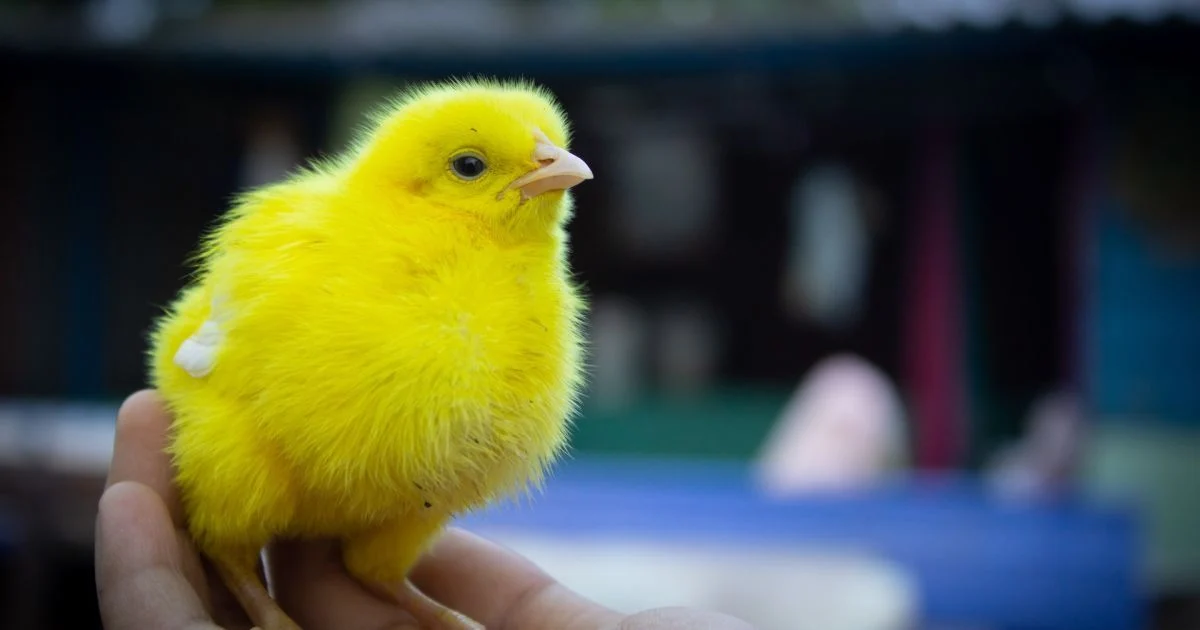 Chick Chick