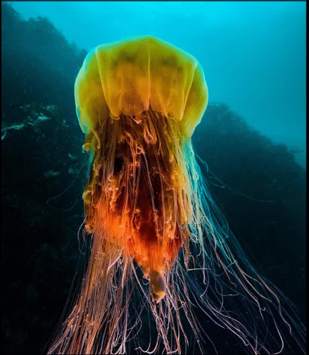Медуза Lion’s Mane Jellyfish / Фото: dailymail