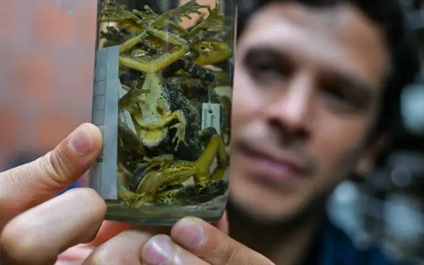 Wagner Chaves Acuna, a researcher at the University of Costa Rica (UCR) School of Biology, examines a container holding specimens of the newly discovered frog species, "Rana de las nacientes" (Isthmohyla nacientes), at the School of Biology museum in San Jose, Costa Rica, on August 6, 2026. (Photo by Ezequiel BECERRA / AFP)