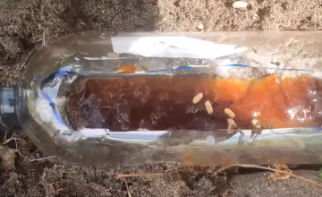 Боротьба зі шкідниками на городі, мурахи, кадр з відео