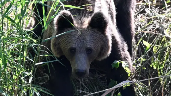 Один із чотирьох молодих бурих ведмедів (Аніта, Олександра, Ченс і Томас) із заповідника ведмедів Libearty п’є воду після випуску в вольєр у зоопарку Sainte-Croix на північному сході Франції 7 серпня 2026 року. (Фото Жан-Крістофа Верхагена / AFP через Getty Images)