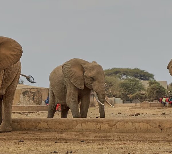 Four arrested as Elephant deaths in Kenya’s Amboseli ecosystem rise…