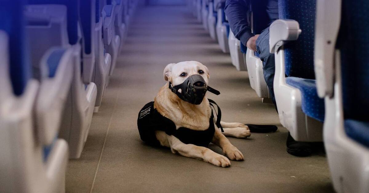 Фото до статті
