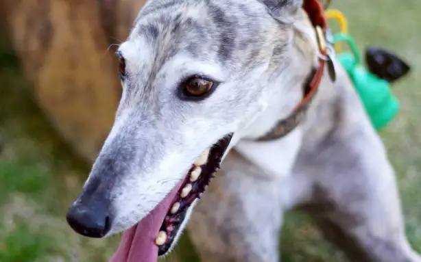 RSPCA заявила, що вже має проблеми з прилаштуванням додому виведених з перегонів грейхаундів.