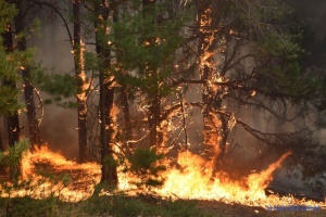 У Франції через лісові пожежі евакуювали 1200 відпочивальників