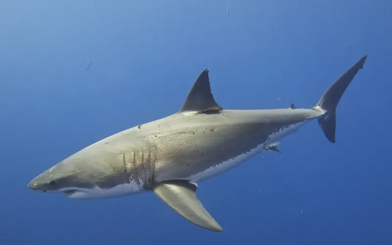 Great White Shark