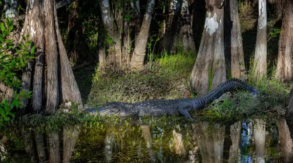 Ця фотографія була зроблена в Еверглейдс з повнокадровою камерою та телеоб'єктивом G.