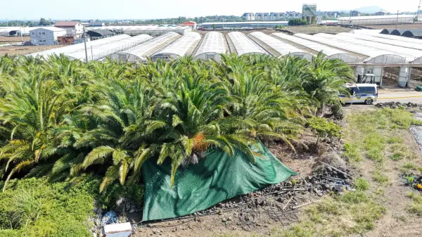epa13191660 A tarpaulin is installed over the scene at a palm tree farm in Jeju, Jeju Island, South Korea, 26 August 2026, where the presumed body of a missing woman, Jang Mi-ran, was found two days earlier. The discovery of the 37-year-old Jang came amid an intensive search for the missing person launched belatedly after a police officer there prematurely, if not illegally, closed the case, allegedly without confirming her safety. EPA/YONHAP SOUTH KOREA OUT