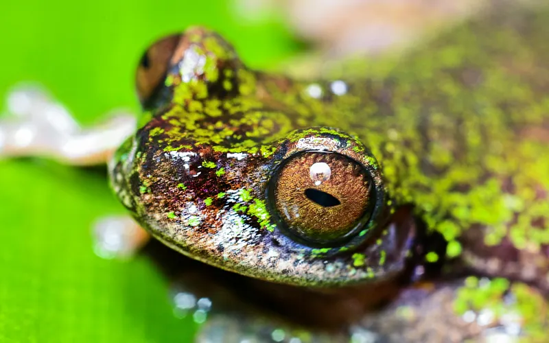 View of a "Rana de las nacientes" (Isthmohyla nacientes), a newly discovered frog species, in San Jose, Costa Rica, on August 6, 2026. (Photo by Ezequiel BECERRA / AFP)