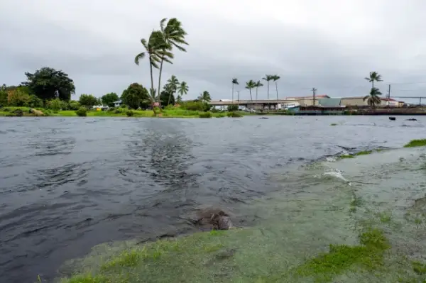 A young green sea turtle fills up on grass as ocean waters started to raise due to the approach of Tropical Storm Lala at Reed's Bay in Hilo, Hawaii on August 14, 2026. A strengthening tropical storm named Lala is set to hit Hawaii's Big Island with hurricane force on Saturday, bringing dangerous winds, rainfall and surf as the state's governor declared a state of emergency. (Photo by Jill K. Briggs / AFP via Getty Images)