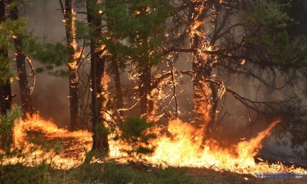 Британія зафіксувала рекордну кількість лісових пожеж