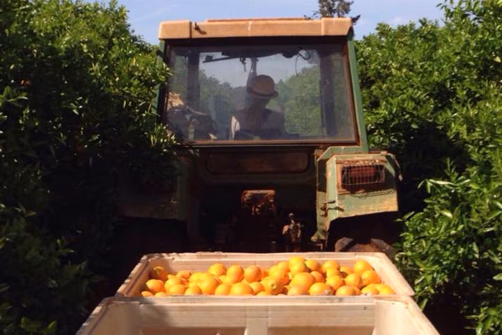 A person in a car carrying boxes of fruits captured from behind.