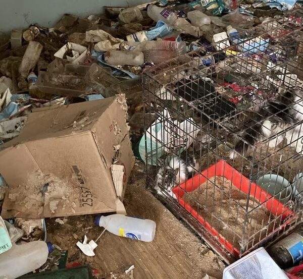 Жінку зобов’язали сплатити 27 тисяч доларів за знайдені у морозилці кошенята