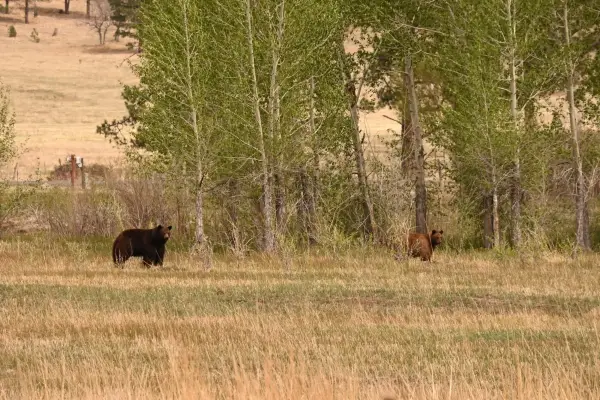 Black Bears in Trinidad, Colorado; Shutterstock ID 2784849871; purchase_order: -; job: -; client: -; other: