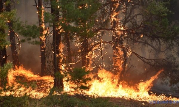 Британія фіксує рекордну кількість лісових пожеж