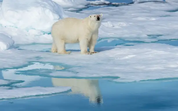 Білий ведмідь (Ursus maritimus) на пакових льодах на північ від острова Шпіцберген, Шпіцберген, Норвегія.