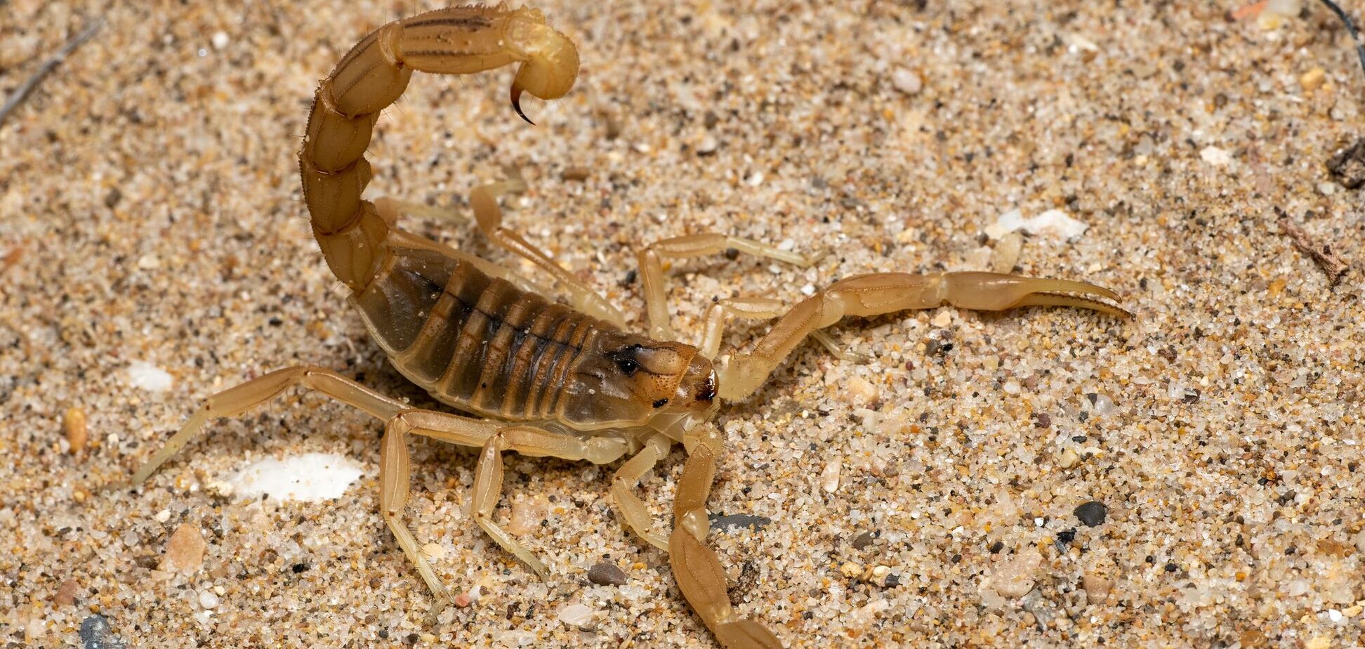 Leiurus quinquestriatus