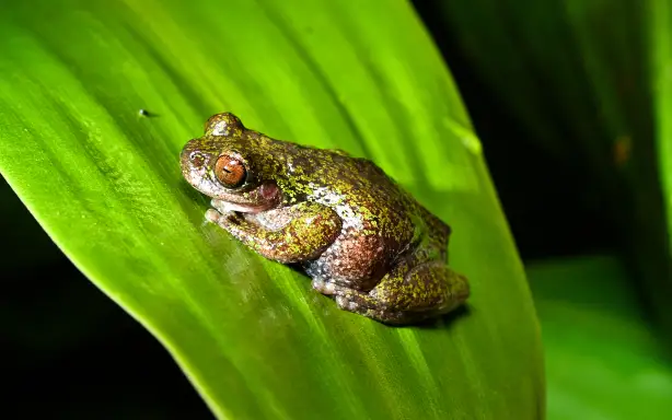 View of a "Rana de las nacientes" (Isthmohyla nacientes), a newly discovered frog species, in San Jose, Costa Rica, on August 6, 2026. (Photo by Ezequiel BECERRA / AFP)