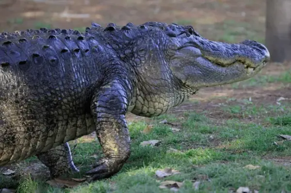 DELRAY BEACH, FLORIDA - MARCH 13: An alligator moves through the Wakodahatchee Wetlands on March 13 2024 in Delray Beach, Florida. The warmer climate found in the southern United States provides a welcome habitat for a wide assortment of aquatic birds and other wildlife. (Photo by Bruce Bennett/Getty Images)