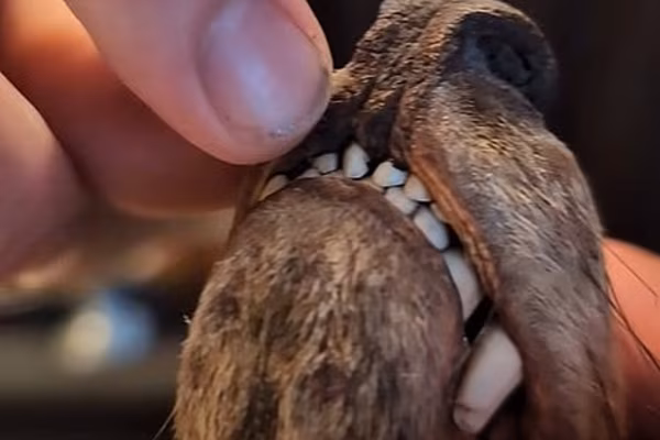 A close up of teeth on a taxidermy animal head that resembles a thylacine, or Tasmanian tiger.