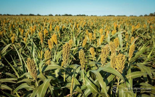 Французькі аграрії розширюють посіви сорго через посухи