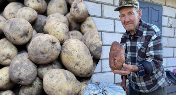 Волинянин викопав гігантську картоплину вагою понад кілограм
