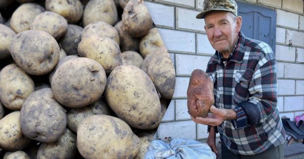 Фото до статті