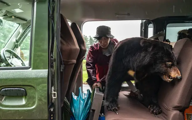 A taxidermy bear, used for presentations in elementary school workshops on the animal, is seen on the backseat of wild bear expert Akiko Takii's van as she packs up after setting a bear trap at a forest in Ina, Nagano Prefecture on July 6, 2026. The process of trapping, tagging and releasing the animals is part of a pioneering management plan launched in 1995, as authorities realised the bear population was shrinking in the mountainous region in the centre of Japan's Honshu island. And it is becoming part of a model of coexistence in the region that some experts believe is an alternative to the dominant practice of culling the animals in an effort to prevent attacks.