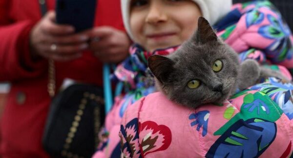 Опитування: скільки українців планують повернутися додому з Польщі після війни
